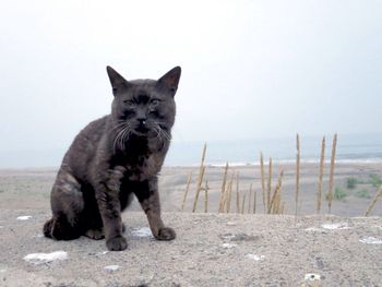 Stray cat sitting outdoors