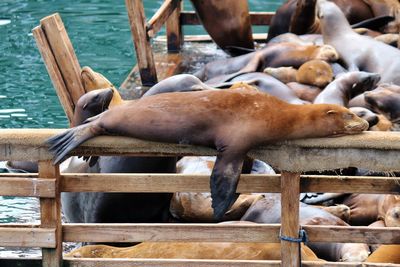 Close-up of sea lions on wood