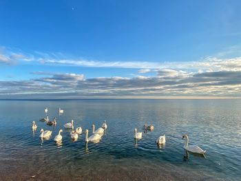 Ducks in a lake