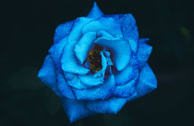 Directly above shot of blue flower against black background