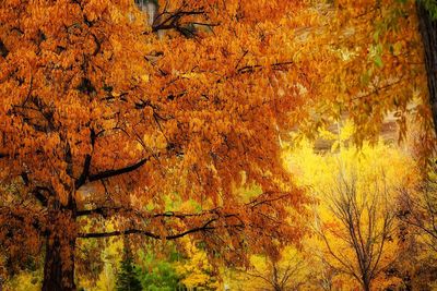 Full frame shot of tree