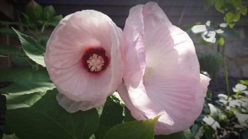 Close-up of pink flowers