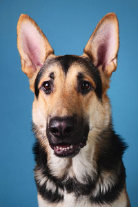 Portrait of dog against blue background