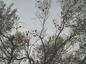 Low angle view of bare trees against sky