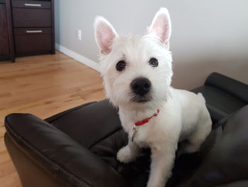 Close-up portrait of dog sitting at home