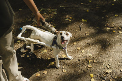 Disabled dog looking at girl holding stick