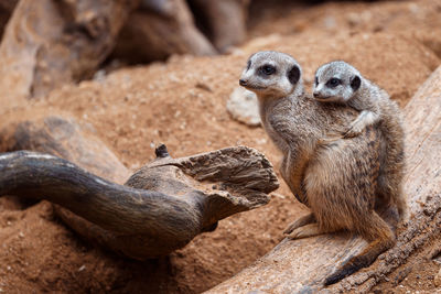 Mother meerkat with baby on guard sitting on a wood piece. meerkat or suricate adult and juvenile.