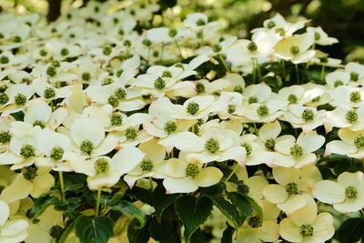 Close-up of white flowering plants