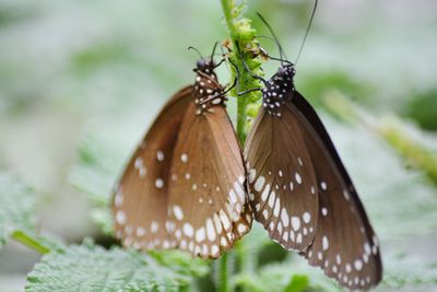 Close-up of butterfly on leaf