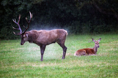 Deer grazing on grassy field