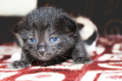 Close-up portrait of cat