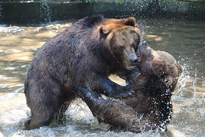 Bears fighting on lake