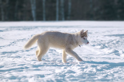 Side view of cat on snow field