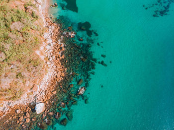 High angle view of coral in sea