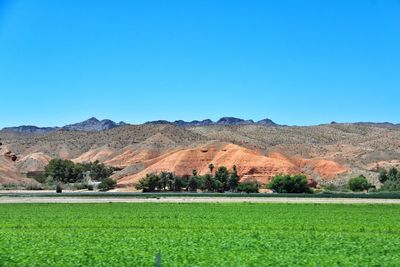 Scenic view of field against clear blue sky