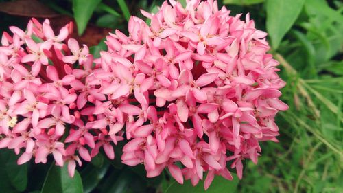 Close-up of pink flowering plants