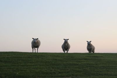 Sheep on field against clear sky