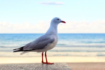 Seagull perching on beach against sky