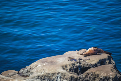 Sea lion basking in sun on rocky coastline overlooking pacific ocean at la jolla in san diego, ca