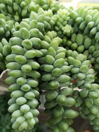 Full frame shot of green fruits