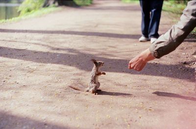 Squirrel eats with hands