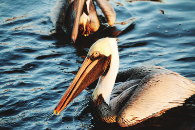 Pelicans swimming on lake