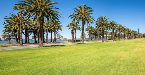 Palm trees on golf course against clear sky