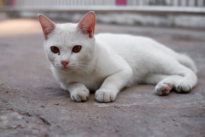 Close-up portrait of a cat