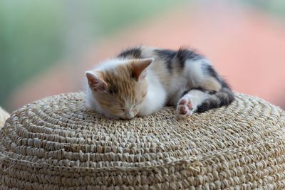 Close-up of kitten