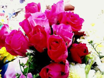 Close-up of pink roses blooming outdoors