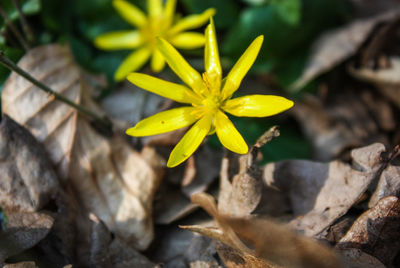 Close-up of yellow flowering plant