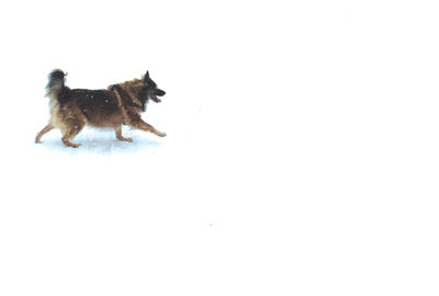 Dog in white background