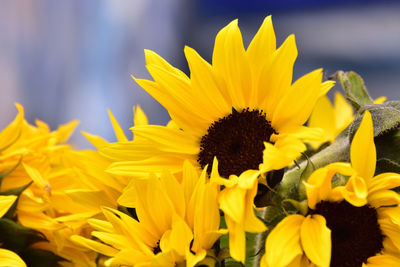 Close-up of yellow sunflower