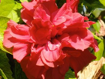 Close-up of red flowers blooming outdoors