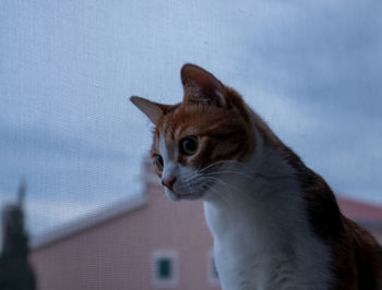 Close-up of a cat looking away against wall