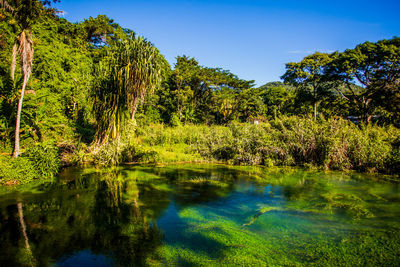 Scenic view of lake and trees against blue sky