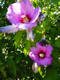 Close-up of purple flowers blooming outdoors