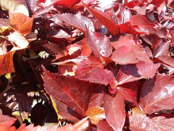 Full frame shot of maple leaves