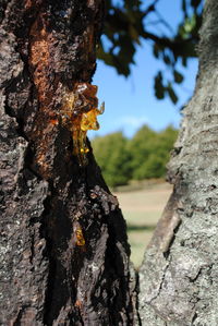 Close-up of lichen on tree trunk