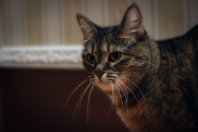 Close-up of a cat looking away at home