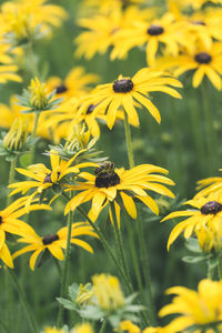 Close-up of yellow flowering plant