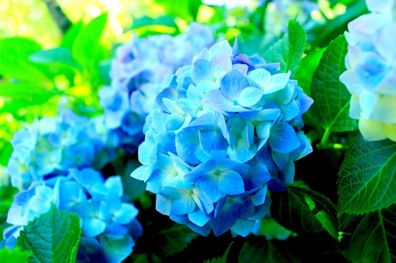 plant, flowering plant, flower, growth, beauty in nature, freshness, close-up, blue, petal, vulnerability, fragility, inflorescence, plant part, flower head, no people, leaf, nature, focus on foreground, day, hydrangea, springtime, purple, bunch of flowers, lilac