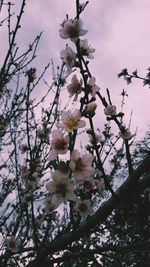 Low angle view of pink flowers blooming on tree