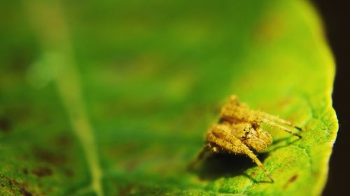 Close-up of insect on leaf