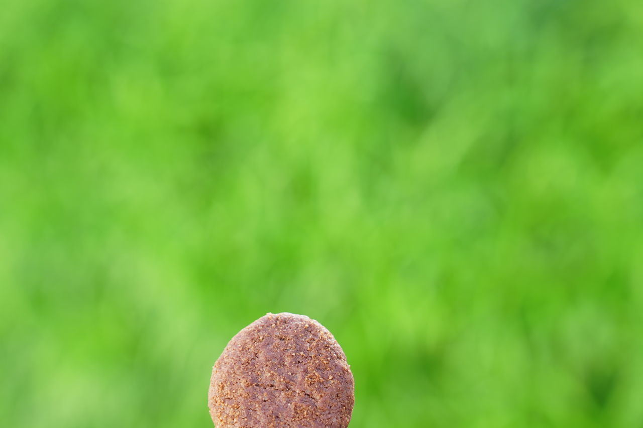 CLOSE-UP OF COOKIES AGAINST PLANTS