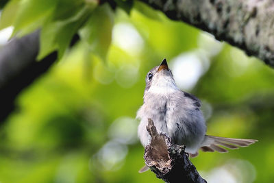 Close-up of bird perching on branch