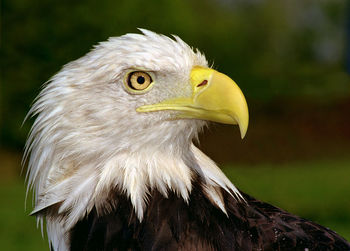 Close-up of eagle against blurred background