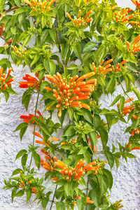 Close-up of orange flowers blooming outdoors