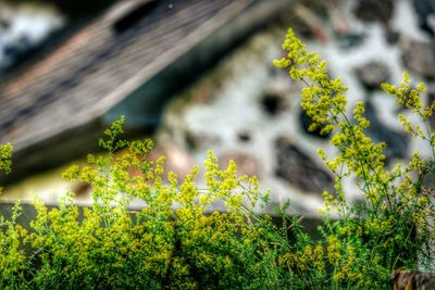 Close up of yellow flowers