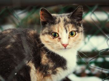 Close-up portrait of cat